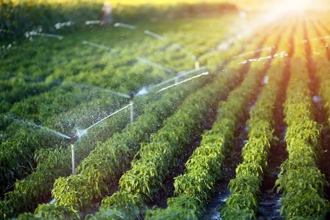 Irrigation Systems Insights: Understanding Technologies and Best Practices